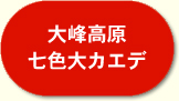 大峰高原・七色大カエデ